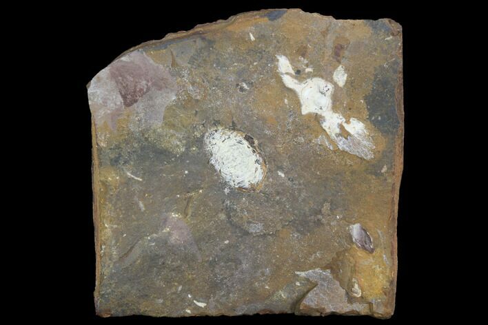 Unidentified Fossil Seed From North Dakota - Paleocene #97927